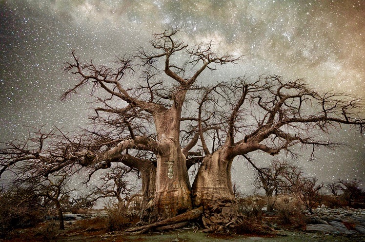 Arbres de Beth Moon